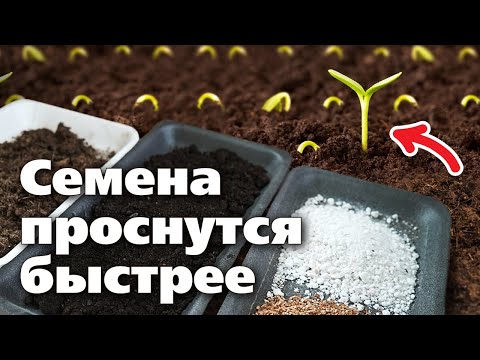 Видео: ДОБАВЬТЕ ЭТО В ГРУНТ ПЕРЕД ПОСЕВОМ СЕМЯН. Результат будет потрясающий!