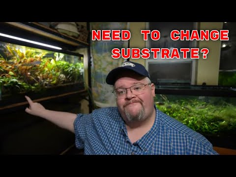 Видео: Нужно ли вам менять субстрат?