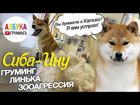 Видео: Сиба - ину. Груминг, линька и особенности  породы. Собака - Хатико ?