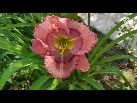 Видео: Цветение лилейников в моем саду.