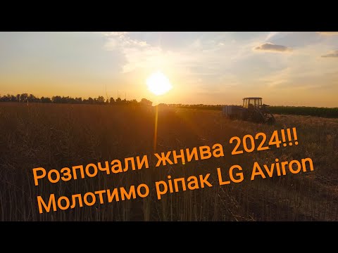 Видео: Розпочали жнива 2024!! Молотимо озимий ріпак