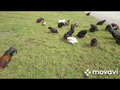 Видео: не знаю как быть//собрались копать картошку//готовлю курочку//9 сентября 2023 г.