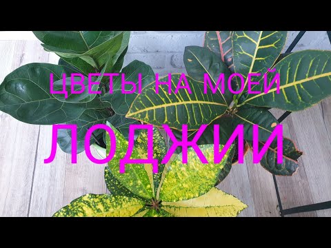 Видео: Мои Комнатные Цветы на Лоджии
