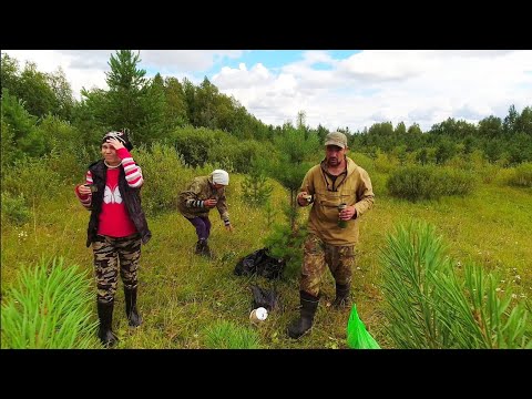 Видео: ЖЕНЩИНЫ СОБИРАЮТ ГРИБЫ БОЛЬШЕ ЧЕМ Я! НАСТОЯЩАЯ ТИХАЯ ОХОТА В ТАЙГЕ. ЗАГОТОВКА ГРИБОВ. ДАРЫ ПРИРОДЫ.