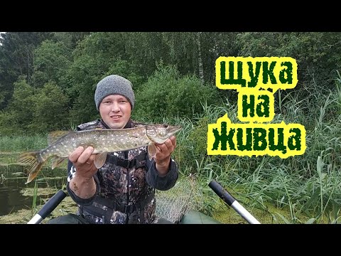 Видео: ЛОВЛЯ ЩУКИ НА КРУЖКИ!!! Ловля живца на озере. Рыбалка в Подмосковье 2020.