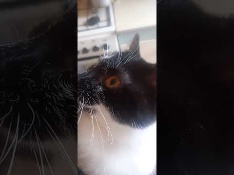 Видео: Краткое описание каждого в приюте... На случай, если я не успею их долюбить 🥹🥹🥹