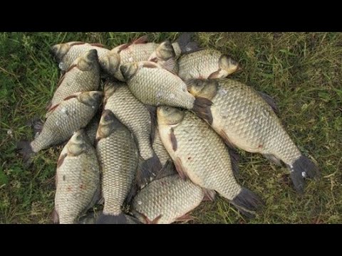 Видео: Карась на поплавок! Шикарный клёв 🔥🔥🔥 Актобе ВДНХ 18км