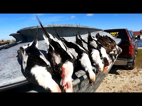 Видео: ОХОТА НА МОРСКИХ УТОК С МАКЕТНОЙ ЛОДКИ НА ОЗЕРЕ МИЧИГАН [длиннохвостая утка] (Олдскво)