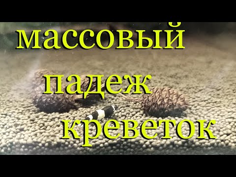 Видео: Почему умирают гибнут креветки в аквариуме? Массовый падёж креветок. Что делать, как и чем лечить?