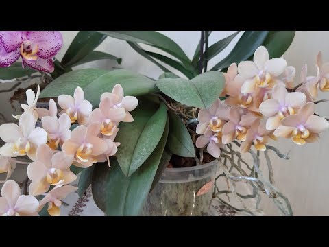 Видео: Роскошь цветения орх.мультифлор.Заболела любимая орхидея.