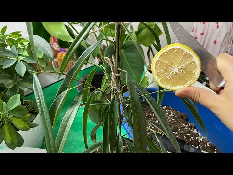 Видео: ТЕК 1 тілік 😲🔥ФИКУС АЛИ 5 айдан кейінгі НӘТИЖЕСІ 2-бөлім#fikus#фикусы#garden #flowers #бөлмегүлдері