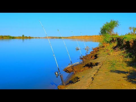 Видео: КЛАССНАЯ РЫБАЛКА В КЛАССНОЙ КОМПАНИИ, Закидушки, донки, Сазан, Жерех, Судак