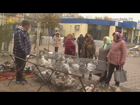 Видео: Виставка домашніх декоративних тварин