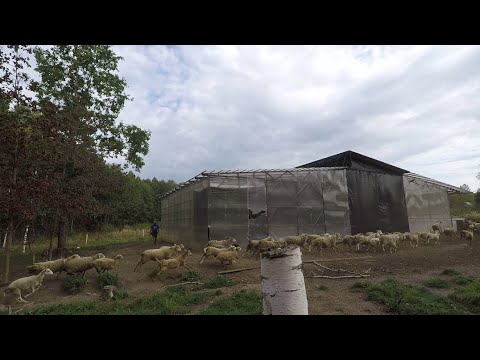 Видео: Катумские овцы в соседнем хозяйстве.  В гостях у Михаила.