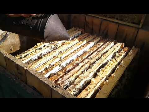 Видео: Карника Пешетц, мёд с ивы и клёна.