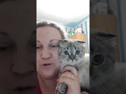 Видео: Прямой эфир 13.06.18 сухой корм или натуралка?