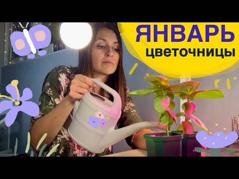 Видео: КАК ПЕРЕЖИТЬ ЯНВАРЬ! ДОСТАЮ ГЕОРГИНЫ! Цинии ЦВЕТУТ! #милыйдом