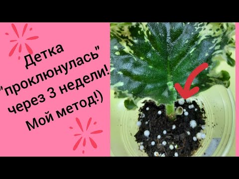 Видео: Фиалки! Самый быстрый способ получения деток от листа!