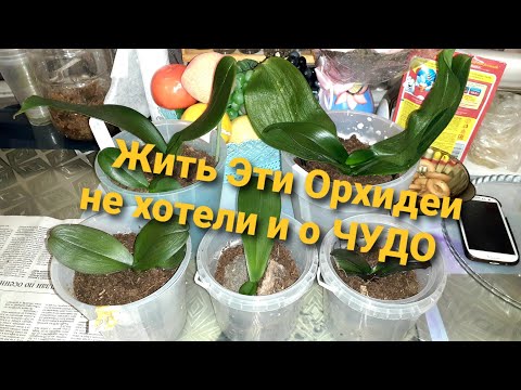 Видео: Шок !!! Интересно/#Орхидеи в ГумУсе+Мох/ Они не хотели жить иии/  Что вы думаете любители Орхидей