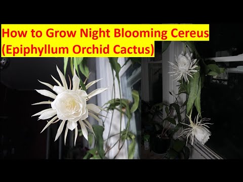 Видео: Как вырастить ночной цереус (орхидею эпифиллум) | Приготовление вкусных цветочных супов