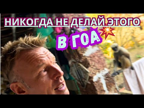 Видео: ✌️ВАЙБОВЫЕ ПРИКОЛЫ с ЖИВОТНЫМИ и ЛЮДЬМИ в ГОА🇮🇳 ИНДИЯ 2024 