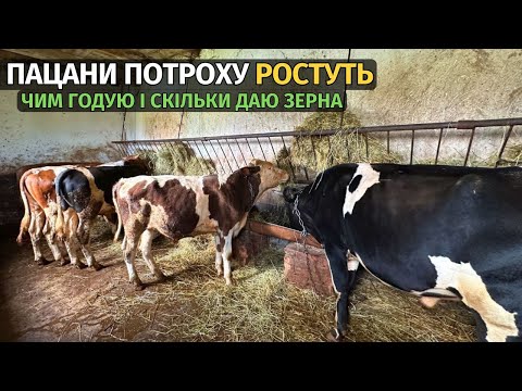 Видео: ВІДГОДІВЛЯ БИЧКІВ! Чим годую і скільки даю зерна. Висока ціна на зерно. Які у вас закупівельні ціни?