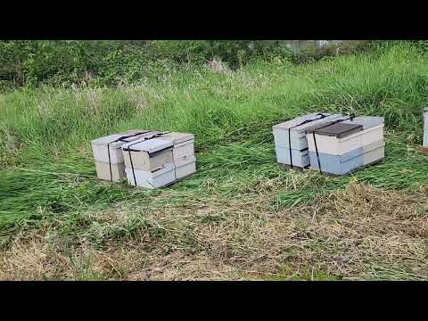 Видео: завозим пчел на опыление ежевике обзор отводка бакфаст