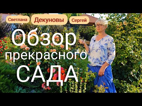 Видео: ВЕЛИКОЛЕПНЫЙ  САД Светланы и Сергея Декуновых . Лучшие сорта РОЗ. Лавандовый бордюр. АВГУСТ.