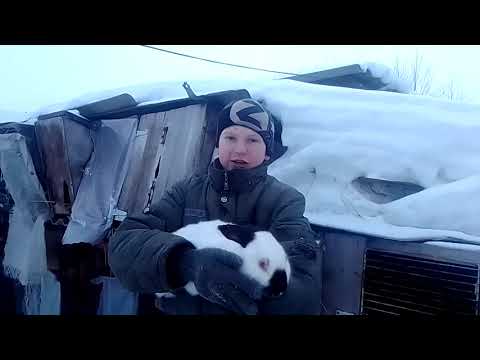 Видео: Что нужно знать перед тем как покупать Кроликов видео для начинающих кролиководов