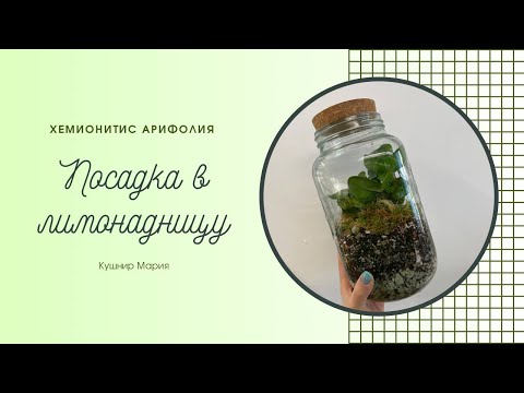 Видео: Хемионитис Арифолия: посадка в лимонадницу (растение во флорариум)