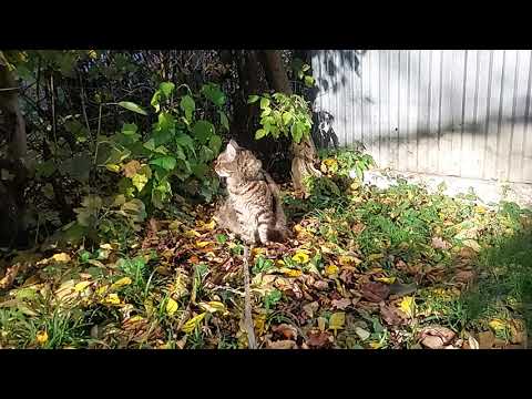 Видео: Котик 