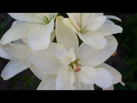 Видео: Лилии в моем саду. Аз.гибриды.