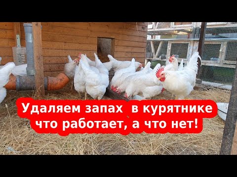 Видео: Устраняем запах аммиака в курятнике 🐔 проверенные способы 🐔