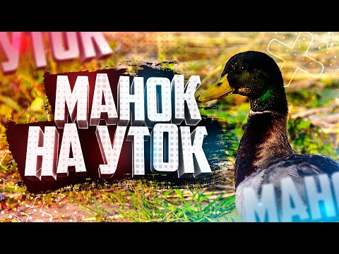 Видео: Как использовать манки на уток и гусей Три способа эффективного приманивания Манок на уток