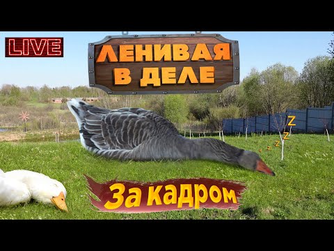 Видео: ЛЕНИВАЯ В ДЕЛЕ, ЗА КАДРОМ!