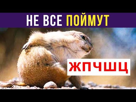 Видео: Приколы. ЖПЧШЦ | Мемозг #184