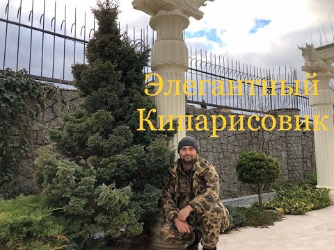 Видео: Элегантный Кипарисовик. Стрижем НИВАКИ