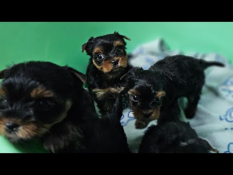 Видео: Гигиеническая стрижка для самых маленьких щенков Йорка