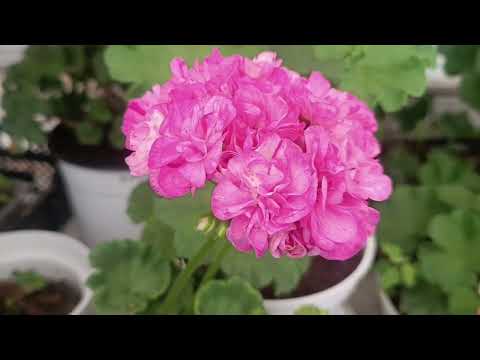 Видео: Капля лета. Обзор сортов Пеларгонии.