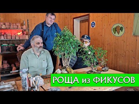 Видео: Роща из фикусов / два пути на пути к бонсай @Studio.Bonsai