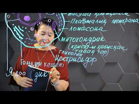 Видео: Бактериялар, саңырауқұлақтар жасушасының құрылысы мен қызметінің ерекшеліктері. 1 бөлім. 10 сынып.