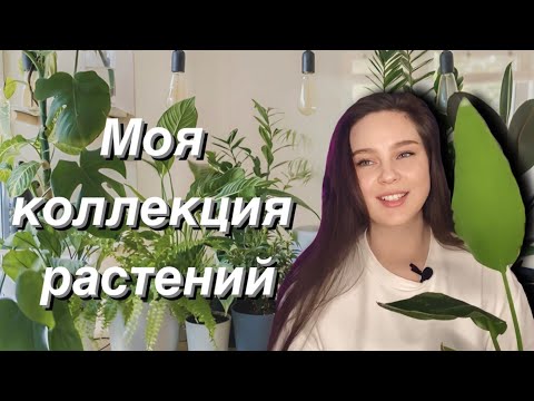 Видео: ОБЗОР МОЕЙ КОЛЛЕКЦИИ РАСТЕНИЙ 🌿 Даша Ratsqueen