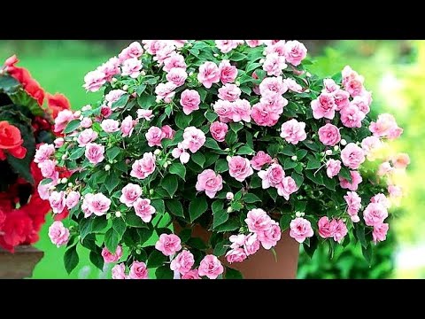 Видео: АМПЕЛЬНЫЕ БАЛЬЗАМИНЫ. ОБЗОР СЕМЯН