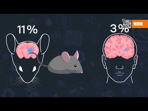 Видео: Отпугиватели грызунов Чистон НашПотребНадзор