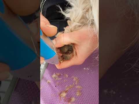 Видео: Как самому выбрить шерсть между пальчиками у собаки