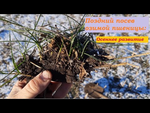 Видео: Поздний посев озимой пшеницы.  Осеннее развитие