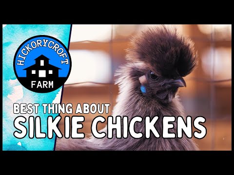 Видео: Выращивание шелковистых кур: куры-несушки породы бентамка (домашнее птицеводство для начинающих, ...