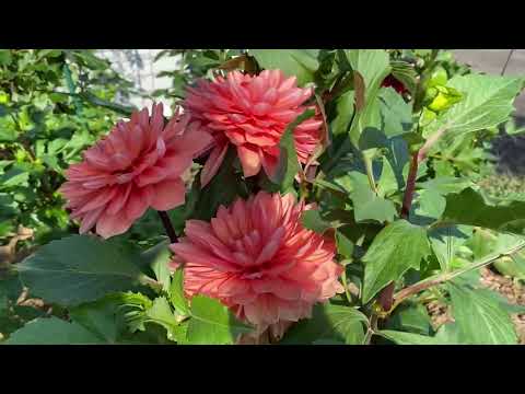 Видео: Формирование кустов георгин