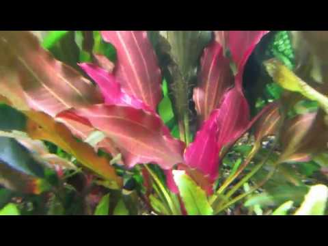 Видео: Аквариум с Эхинодорусами 600 литров. Обзор новинок, планы!!