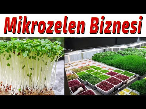Видео: МИКРОЗЕЛЕНЬ БИЗНЕСИ
